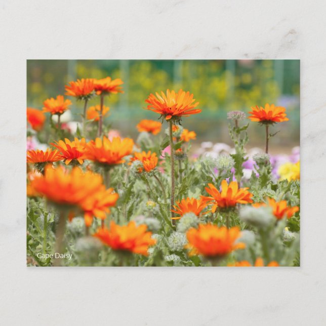 Cape Daisy [Postcard] Postkarte (Vorderseite)
