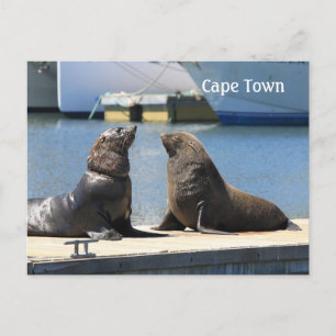 Cape-Fur-Siegel, Wasserfront, Südafrika Postkarte