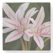 Cape Lily Steinuntersetzer