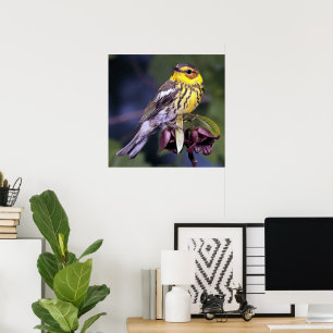 Cape May Trällerer-Vogel-Liebhaber Poster