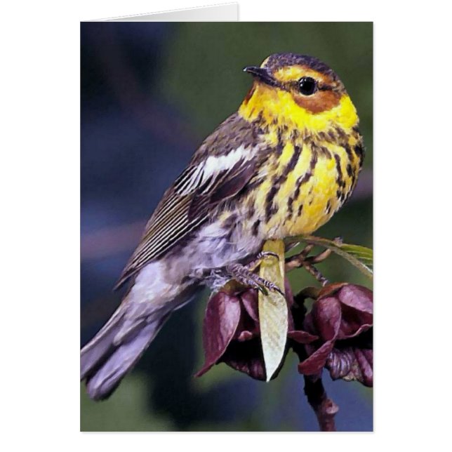 Cape May Warbler Bird-Geschenke (Vorne)