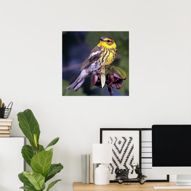 Cape May Warbler Bird Lovers Poster (Heimbüro)