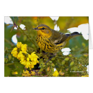 Cape May Warbler mit dem blühenden Mahonia