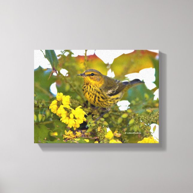Cape May Warbler mit dem blühenden Mahonia Leinwanddruck (Vorderseite)