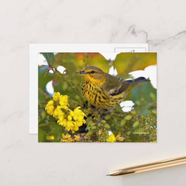 Cape May Warbler Songbird mit blühendem Mahonia Postkarte (Vorderseite/Rückseite Beispiel)