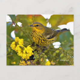 Cape May Warbler Songbird mit blühendem Mahonia Postkarte