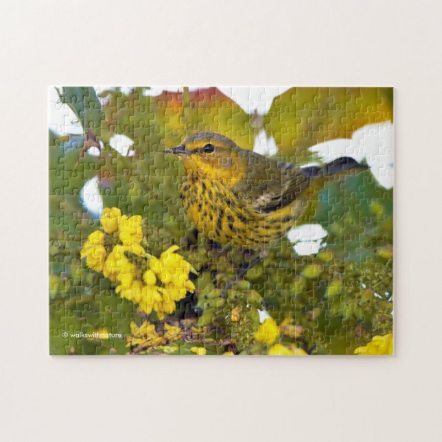 Cape May Warbler Songbird mit blühendem Mahonia Puzzle (Horizontal)