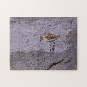 Cape Neddick Least Sandpiper Puzzle
