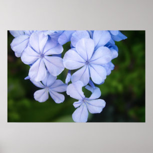 Cape-Plumbago Poster