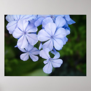Cape-Plumbago Poster