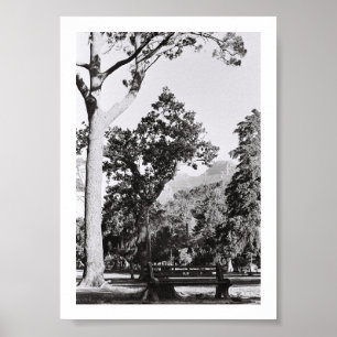 Cape Town Park Naturpark Berg Südafrika Poster