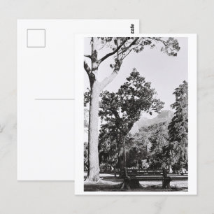 Cape Town Park Naturpark Berg Südafrika Postkarte