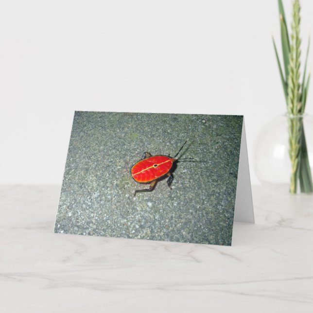 Cape Tribulation Karte (Vorderseite)