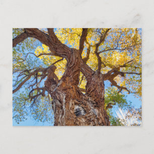 Capitol Reef National Park, Baumwollbaum Postkarte