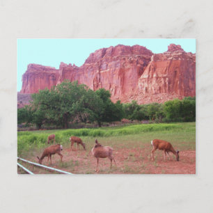 Capitol Reef National Park, UT Postkarte