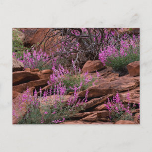 Capitol Reef National Park, Utah, USA Postkarte