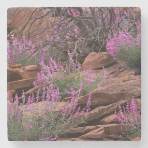 Capitol Reef National Park, Utah, USA Steinuntersetzer