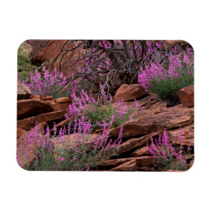 Capitol-Reef-Nationalpark, Utah, USA Magnet