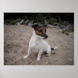 Capo von Oppenheim, Jack Russell Dog Poster