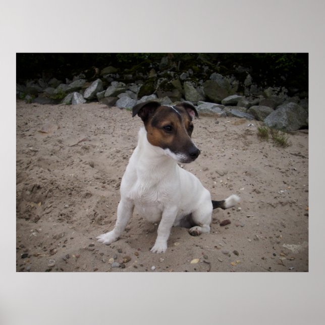 Capo von Oppenheim, Jack Russell Dog Poster (Vorne)