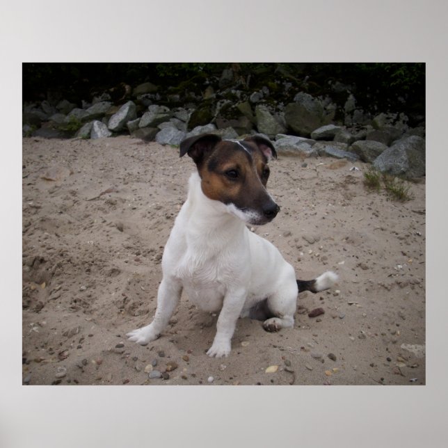 Capo von Oppenheim, Jack Russell Dog Poster (Vorne)
