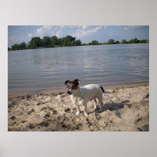 Capo von Oppenheim, Jack Russell Dog Poster (Vorne)