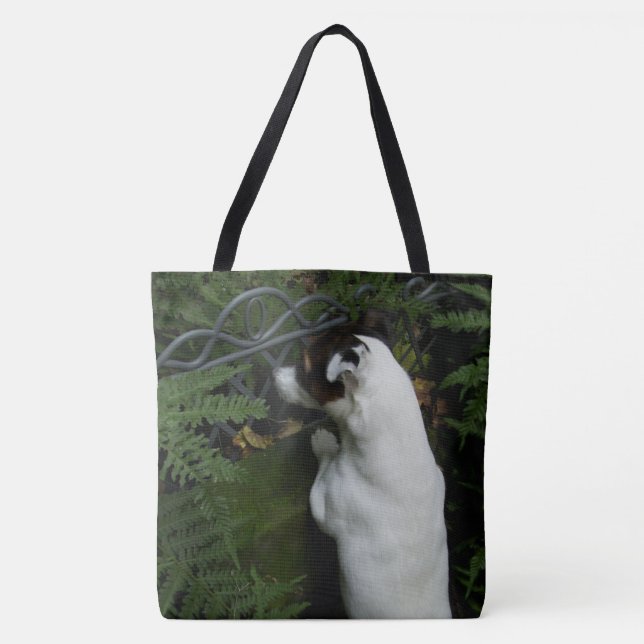Capo von Oppenheim Jack Russell Terrier, Dog (Vorderseite)
