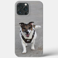 Capo von Oppenheim, Jack Russell Terrier Dog