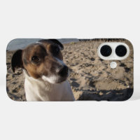 Capo von Oppenheim Jack Russell Terrier, Dog