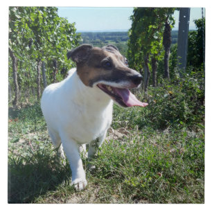 Capo von Oppenheim Jack Russell Terrier, Dog Fliese