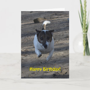 Capo von Oppenheim Jack Russell Terrier, Dog Karte