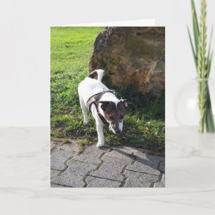 Capo von Oppenheim Jack Russell Terrier, Dog Karte