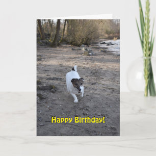 Capo von Oppenheim Jack Russell Terrier, Dog Karte