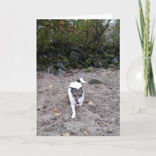 Capo von Oppenheim Jack Russell Terrier, Dog Karte