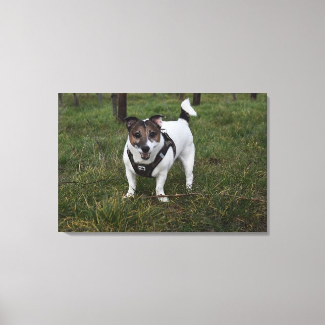 Capo von Oppenheim, Jack Russell Terrier Dog Leinwanddruck (Vorderseite)