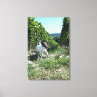 Capo von Oppenheim, Jack Russell Terrier, Dog