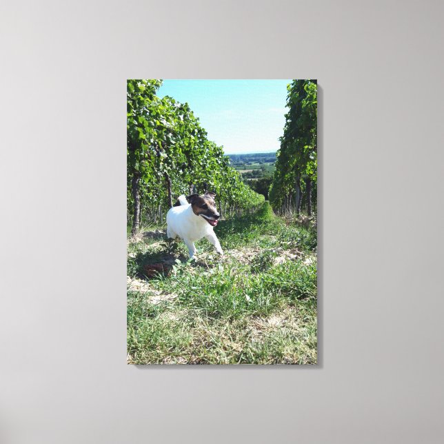 Capo von Oppenheim, Jack Russell Terrier, Dog Leinwanddruck (Vorderseite)