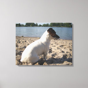 Capo von Oppenheim, Jack Russell Terrier Dog Leinwanddruck