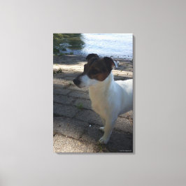 Capo von Oppenheim, Jack Russell Terrier, Dog Leinwanddruck