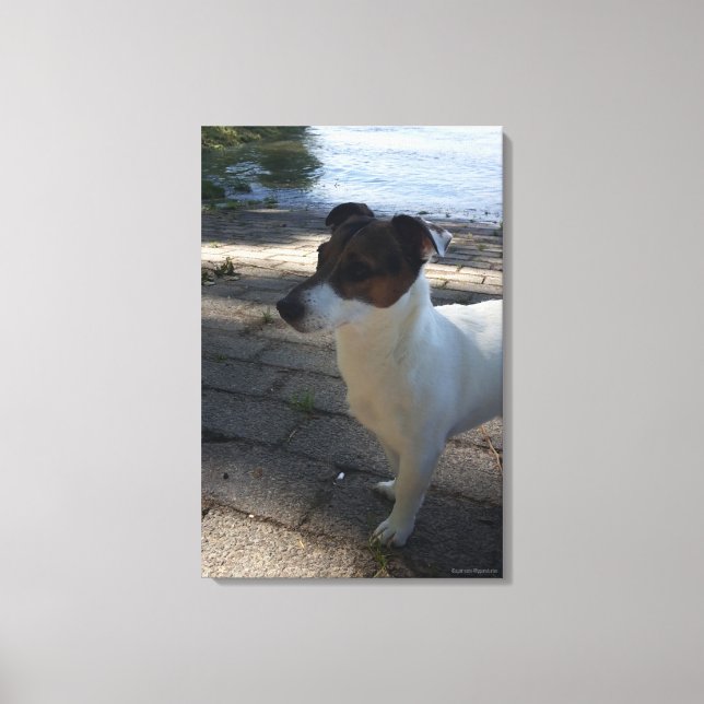 Capo von Oppenheim, Jack Russell Terrier, Dog Leinwanddruck (Vorderseite)