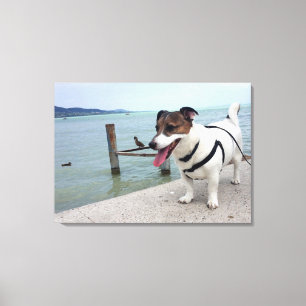 Capo von Oppenheim, Jack Russell Terrier Dog Leinwanddruck