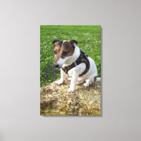 Capo von Oppenheim, Jack Russell Terrier, Dog