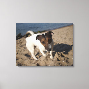 Capo von Oppenheim, Jack Russell Terrier, Dog Leinwanddruck