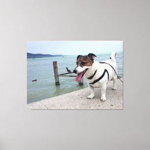Capo von Oppenheim, Jack Russell Terrier Dog Leinwanddruck