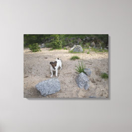 Capo von Oppenheim, Jack Russell Terrier, Dog Leinwanddruck