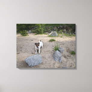 Capo von Oppenheim, Jack Russell Terrier, Dog Leinwanddruck