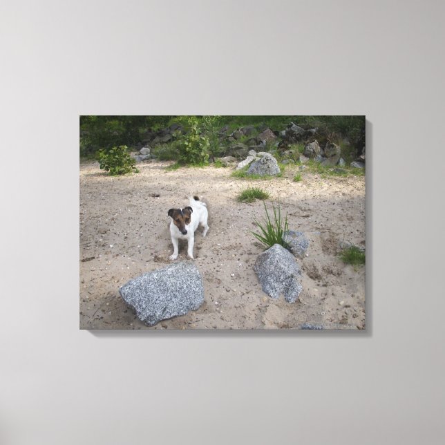 Capo von Oppenheim, Jack Russell Terrier, Dog Leinwanddruck (Vorderseite)