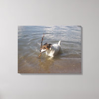 Capo von Oppenheim, Jack Russell Terrier, Dog