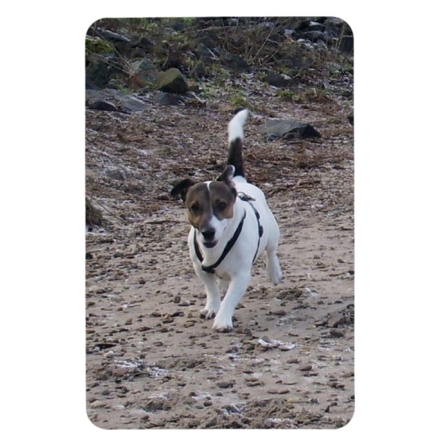 Capo von Oppenheim, Jack Russell Terrier Dog Magne Magnet (Vertikal)