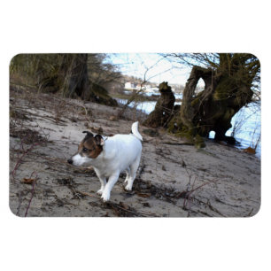 Capo von Oppenheim, Jack Russell Terrier Dog Magne Magnet